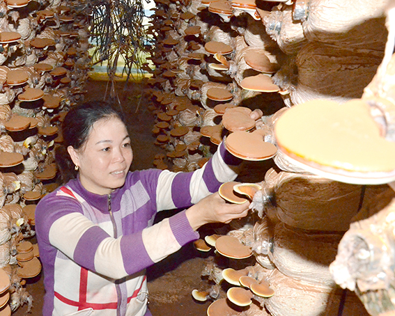 Nấm Linh Chi