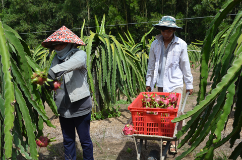 Xã viên HTX Hưng Thịnh (xã Bưng Riềng, huyện Xuyên Mộc) lo lắng vì đầu ra của trái thanh long chưa ổn định. Ảnh: TRẦN MINH