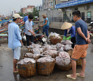 Thu mua cá tại cảng cá Phước Tỉnh (huyện Long Điền).