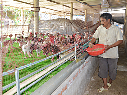 Ông Lê Văn Áng chăm sóc đàn gà Đông Tảo của gia đình.