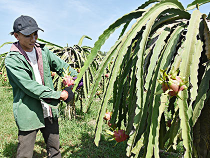 Anh Lê Nguyễn Minh Tiến (ấp 1, xã Bưng Riềng, huyện Xuyên Mộc) chăm sóc thanh long để chuẩn bị thu hoạch vào dịp Tết.