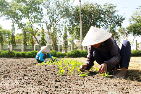 Nông dân xã Tân Hải, huyện Tân Thành gieo trồng vụ rau mới.