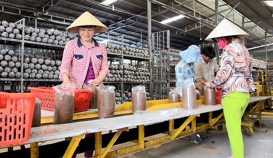 Sản xuất phôi nấm linh chi tại Công ty TNHH Nông nghiệp và Công nghệ cao U.S. FARM (thôn Sông Xoài 4, xã Láng Lớn, huyện Châu Đức).