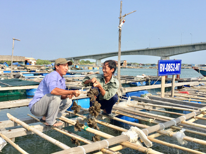 Ông Nguyễn Văn Minh (phải) thu hoạch hàu trên bè nuôi đã được cấp số đăng ký.