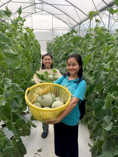 Cách đây hơn 1 năm, anh Bùi Văn Thắng, Giám đốc Công ty TNHH TM-DV Xuất nhập khẩu Bùi Nguyễn Gia Phát (xã Láng Lớn, huyện Châu Đức) khởi nghiệp với mô hình sản xuất nông nghiệp sạch kết hợp du lịch trải nghiệm. Trong ảnh: Du khách trải nghiệm hái dưa lưới tại nông trại Greenfarm của Công ty TNHH TM-DV Xuất nhập khẩu Bùi Nguyễn Gia Phát.