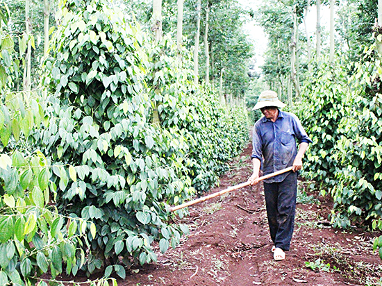 Ông Vũ Song Hào (thôn 2, xã Suối Rao, huyện Châu Đức) chăm sóc tiêu. 