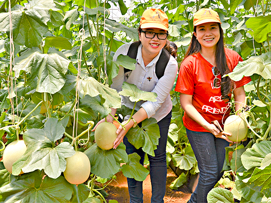 Du khách tham quan vườn dưa lưới UDEC ECO Farm.