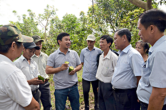 Ông Nguyễn Cảnh Thái Dương (giữa), Giám đốc HTX Nông nghiệp Thái Dương (xã Xà Bang, huyện Châu Đức) giới thiệu giống bơ sáp dẻo với đoàn khách đến từ huyện Xuyên Mộc. ẢNH: ĐINH HÙNG