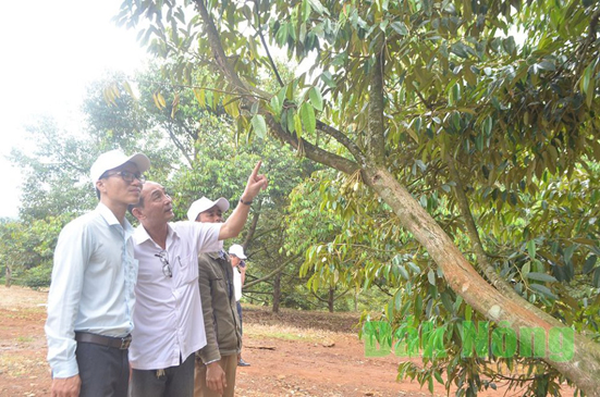 Nhiều người đến học tập kinh nghiệm tại Trang trại sầu riêng đạt chuẩn GlobalGap của ông Nguyễn Ngọc Trung ở Đắk Nia, TX.Gia Nghĩa.