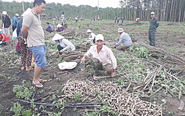 Nhiều người dân đến trồng mỳ trên đất Nhà nước giao cho Công ty TNHH MTV Lâm nghiệp BR-VT.