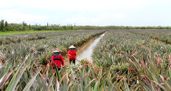 Trồng khóm ở huyện Bến Cầu, Tây Ninh.