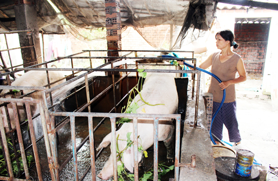 Dù giá tăng cao nhưng hộ bà Nguyễn Thị Sen (xã Phước Hội, huyện Đất Đỏ) không có heo để bán do đã giảm đàn.