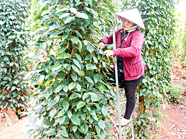 Nông dân ấp Tân Hòa (xã Bàu Chinh, huyện Châu Đức) thu hoạch tiêu.