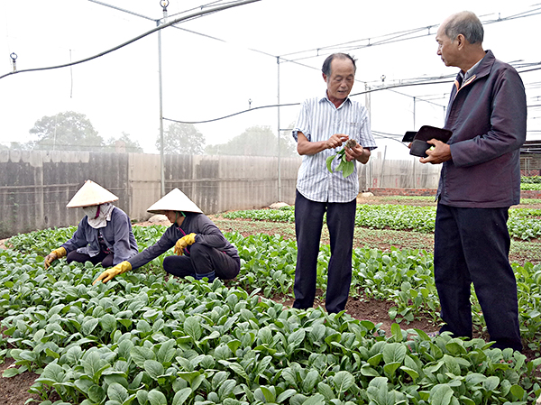Sản xuất rau an toàn tại HTX rau sạch Sunny Farm (231A, đường Phước Thắng, phường 12, TP.Vũng Tàu).