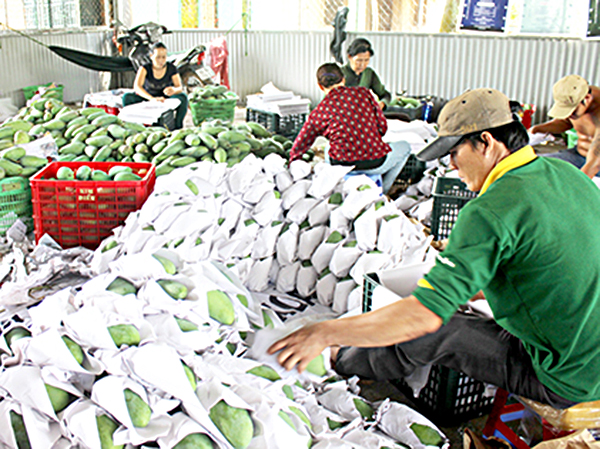Trái xoài Đồng Nai được dán nhãn hiệu và mã vạch Trung Quốc tại cơ sở đóng hàng xuất khẩu. (Ảnh chụp tại vựa thu mua xoài thuộc huyện Định Quán). Ảnh: T.L