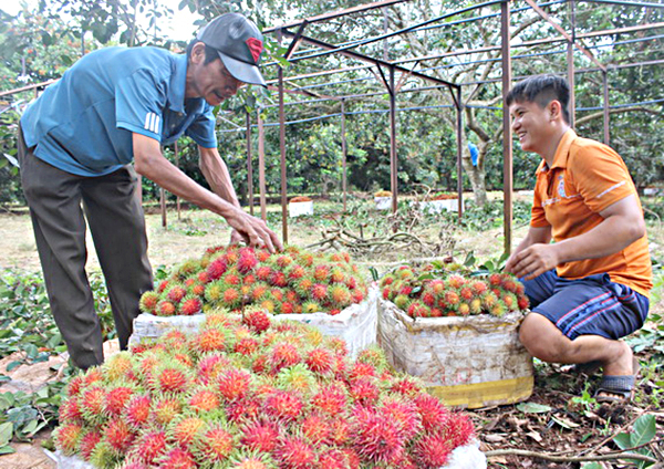 Trài chôm chôm, đặc sản Long Khánh được cấp chỉ dẫn địa lý vẫn chưa xây dựng được thương hiệu tại cả thị trường nội địa và xuất khẩu.