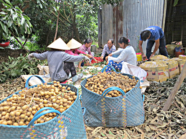 Hợp tác xã Nông sản an toàn An Hòa - mô hình hội quán đầu tiên của tỉnh Đồng Tháp đi lên hợp tác xã.