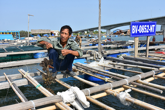 Nuôi hàu trên lồng bè trên sông Chà Và, xã Long Sơn, TP.Vũng Tàu.