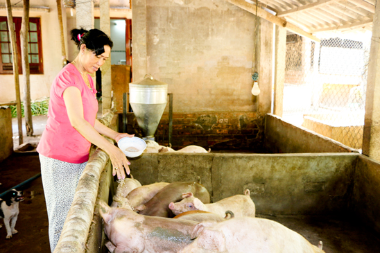 Các hộ chăn nuôi heo quy mô nhỏ lẻ không có  hệ thống xử lý chất thải đạt quy chuẩn  đều có nguy cơ cao gây ô nhiễm môi trường.  Trong ảnh: Một hộ gia đình nuôi heo ngay trong  khu dân cư, xã Suối Nghệ (huyện Châu Đức).