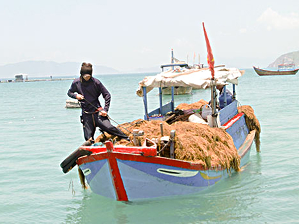 Một chiếc ghe khai thác rong mơ chuẩn bị cập bến.