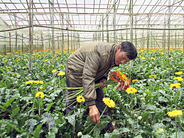 Hợp tác xã Nông nghiệp tổng hợp Vạn Thành từng bước mở rộng diện tích “hoa liên kết”, tăng thêm lợi nhuận thu từ 5% trở lên.