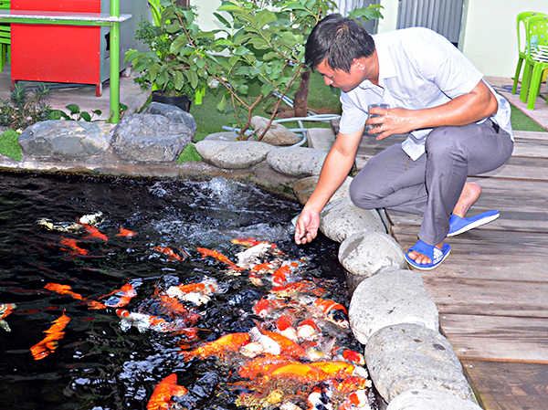 Anh Nguyễn Xuân Bính, chủ trại cá Tabi Koi Farm (818, đường 2-9, TP. Vũng Tàu) chăm sóc đàn cá Koi. Ảnh: CẨM NHUNG