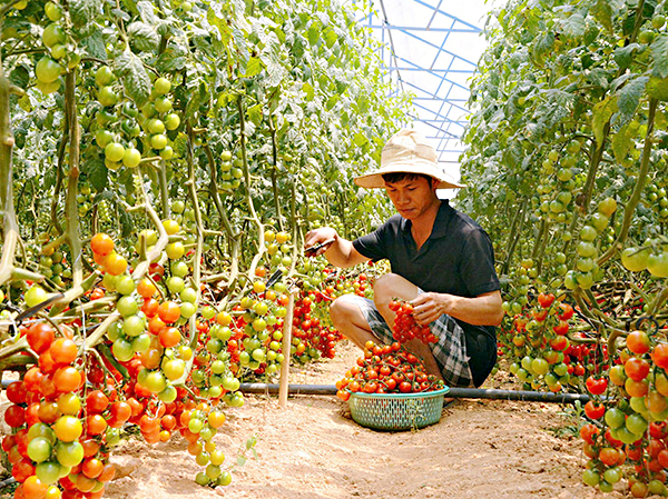 Sản xuất cà chua giống ngoại theo tiêu chuẩn VIETGAP.