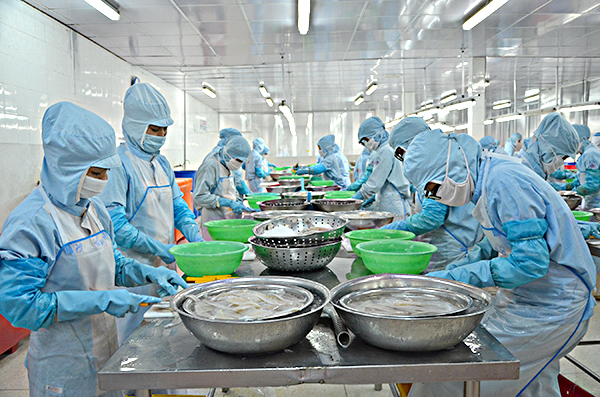 Công nhân Công ty TNHH TMDV và SX Tứ Hải chế biến cá đục xuất khẩu. Ảnh: ĐÔNG HIẾU