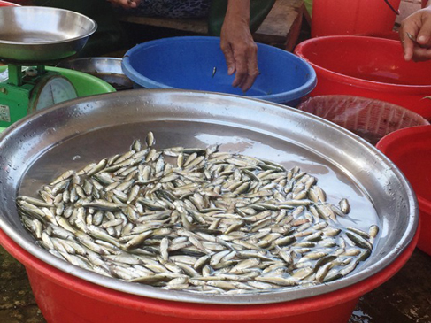 Cá linh non sau khi cắt bụng, bỏ ruột.