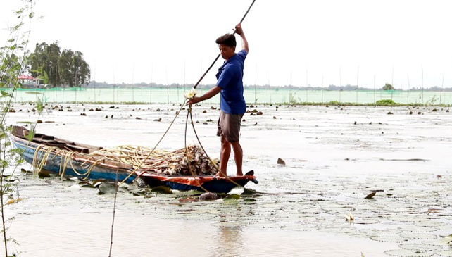 Thu hoạch bông súng mùa nước nổi.