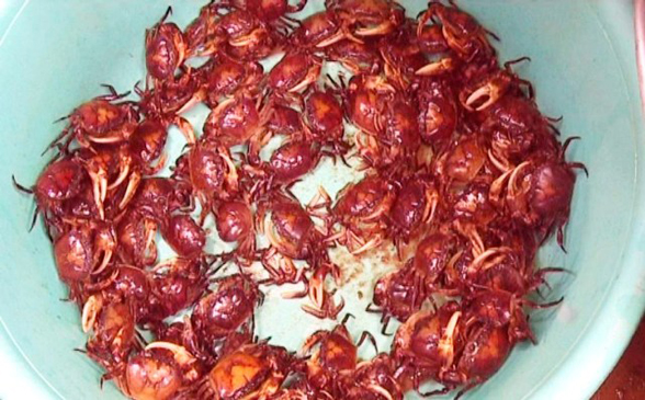 Cua đồng mùa nước nổi.