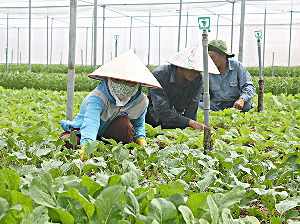 Vùng sản xuất rau an toàn của Công ty TNHH Xây dựng và dịch vụ Âu Cơ.