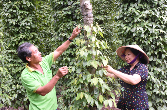 Vợ chồng chị Hoàng Thị Mai, thôn Thạch Long, xã Kim Long cột lại các trụ tiêu.