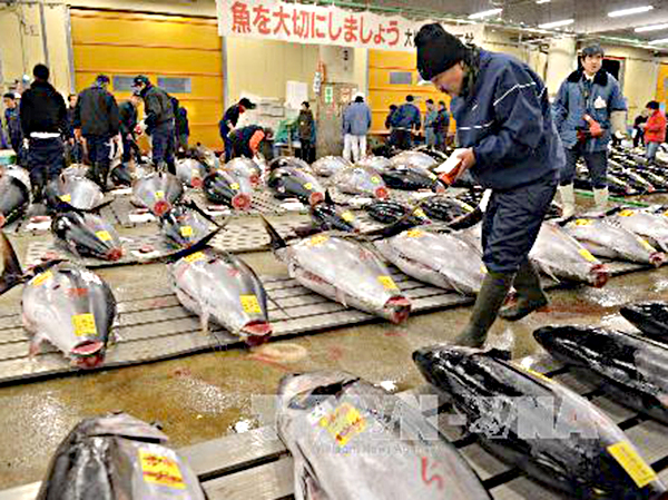 Một phiên đấu giá cá ngừ tại chợ cá Tsukiji ở thủ đô Tokyo (Nhật Bản).