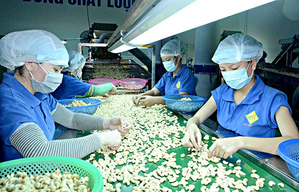 Sản xuất hạt điều xuất khẩu tại Công ty TNHH Thảo Nguyên. Ảnh:  QUANG VŨ