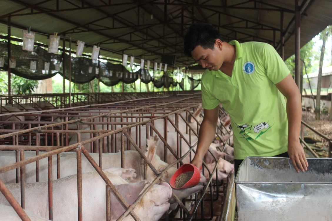 Giá heo hơi liên tục tăng cao đã kích thích người chăn nuôi heo phát triển đàn.