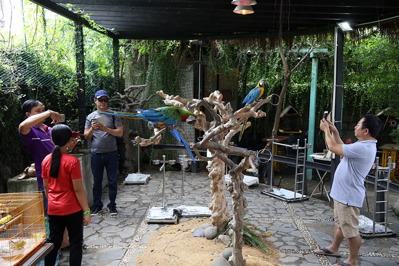 Quán cà phê vẹt hoạt động từ năm 2014, là một trong những mô hình cà phê vẹt đầu tiên ở TP.Hồ Chí Minh.