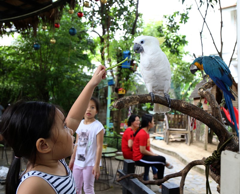 Mỗi ngày, nhiều gia đình mang theo con nhỏ đến vừa uống cà phê, vừa tạo không gian cho con chơi với vẹt.