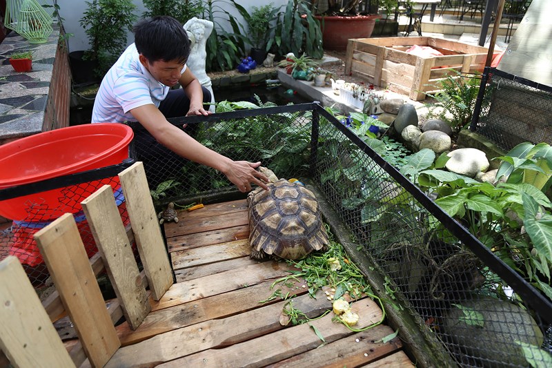 Ngoài ra, trong quán còn nhiều con thú khác như rùa, thỏ, thằn lằn, kỳ đà... khiến nhiều người thích thú.