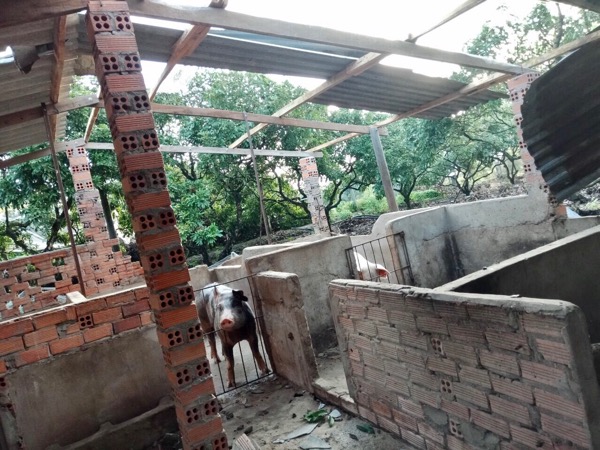 72m2 mái tôn chuồng heo của hộ ông Cao Xuân Lương (ấp 1, xã Hòa Hội, huyện Xuyên Mộc) đã bị tốc hoàn toàn.