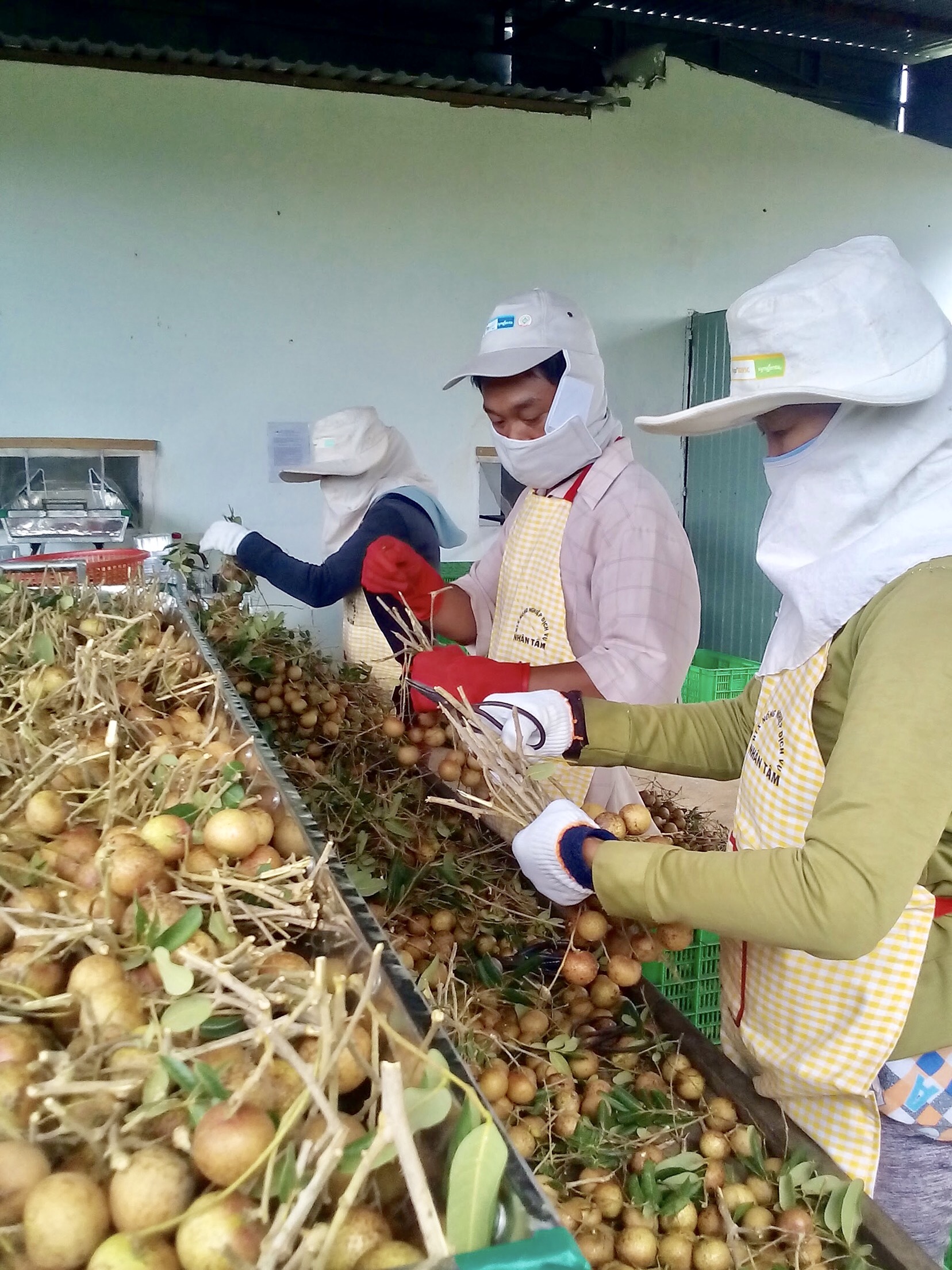 Đến cuối tháng 7-2018, toàn tỉnh có 65 HTX nông nghiệp đang hoạt động. Trong ảnh: Thu hoạch nhãn xuồng cơm vàng tại HTX Nhân Tâm (huyện Xuyên Mộc).