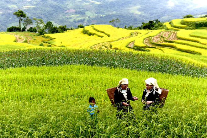 Vào mùa lúa chín ở Hồng Thái, từng dải sóng vàng uốn lượn trên non cao.