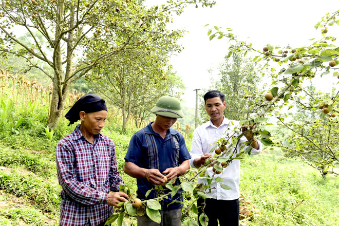 Anh Triệu Văn Lành (bìa phải), dân tộc Dao, thôn Nà Mu giới thiệu về lê đặc sản của gia đình.