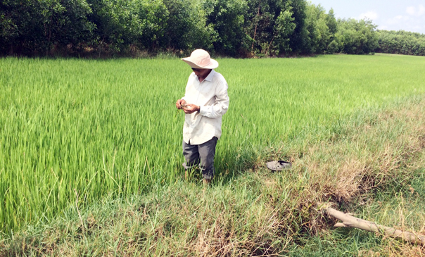 Ông Nguyễn Hùng Sĩ kiểm tra sự phát triển của lúa.
