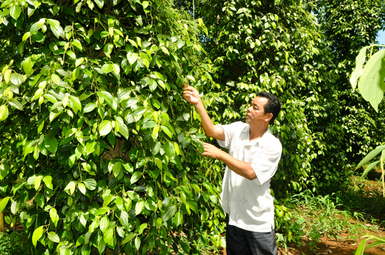 Vườn tiêu của gia đình ông Nguyễn Thu (ấp Hiệp Thành, xã Quảng Thành) áp dụng quy trình trồng tiêu “sạch”  theo chuẩn Global GAP. 