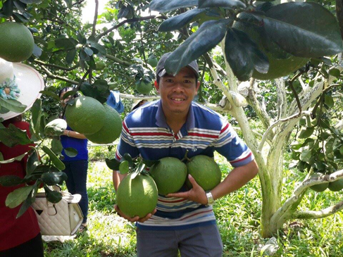 Hiện nay, trên địa bàn tỉnh có một số mô hình trang trại kết hợp với phát  triển du lịch. Trong ảnh: Trang trại trồng cây có múi 2,7ha của ông Nguyễn Kim Trinh (ấp Nhân Thuận, xã Xuyên Mộc, huyện Xuyên Mộc) thu hút  nhiều khách du lịch tham quan, mua trái cây.  Ảnh: DƯƠNG TẤN LINH
