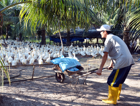 Trang trại chăn nuôi của ông Đào Văn Trọng (ấp 4, xã Bưng Riềng,  huyện Xuyên Mộc) cho doanh thu hơn 1 tỷ đồng/năm.