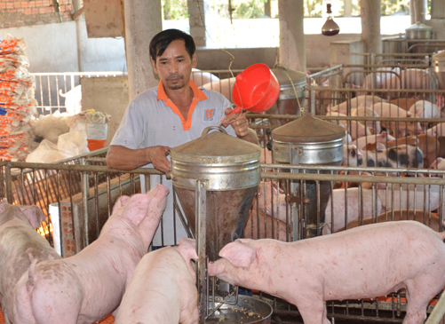 Trang trại chăn nuôi heo với hệ thống chuồng khép kín, máng ăn tự động của ông Phạm Nhật Trường (ấp 2,  xã Bưng Riềng, huyện Xuyên Mộc). Ảnh: MINH AN