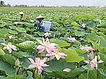 Rong chơi trải nghiệm mùa nước nổi ở đồng bằng sông Cửu Long