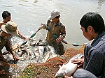 Hậu Giang: Nuôi cá thát lát lợi nhuận cao